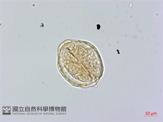 阿里山榆藏品圖，第4張