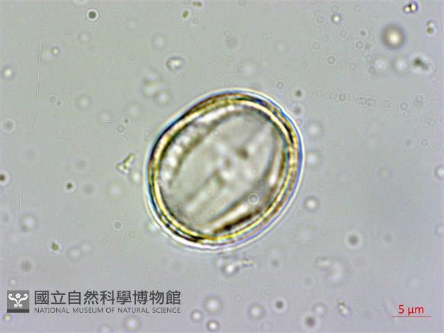 南華南蛇藤，青江藤藏品圖，第4張