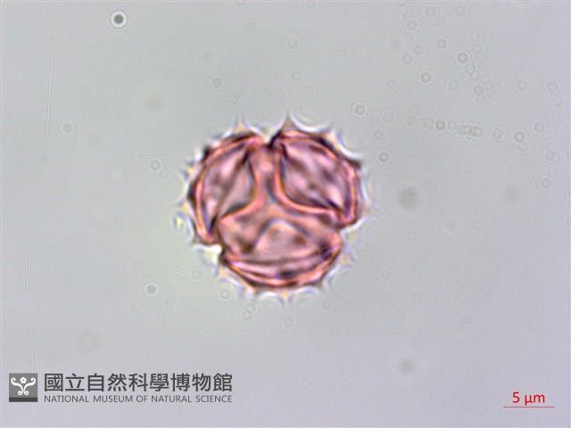 銀膠菊藏品圖，第4張