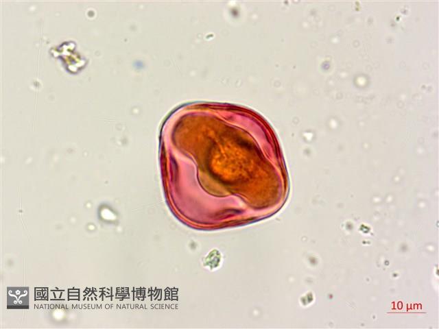 三葉木藍藏品圖，第4張