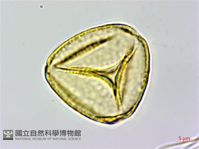 彎果黃菫藏品圖，第3張