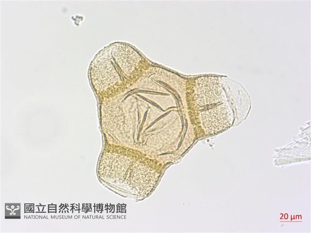 裂葉月見草藏品圖，第3張