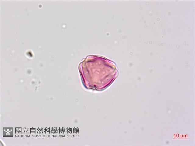 毛苦參藏品圖，第4張