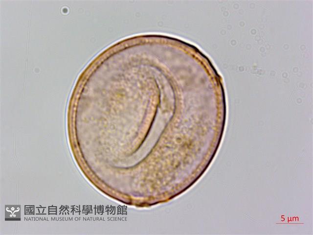 糙葉樹藏品圖，第3張