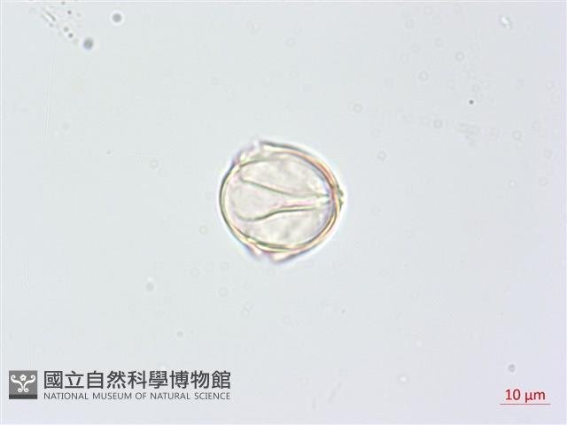 羊不食、毛茄藏品圖，第4張