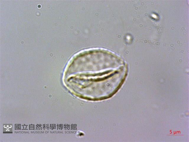 申跋、油跋、小天南星藏品圖，第4張