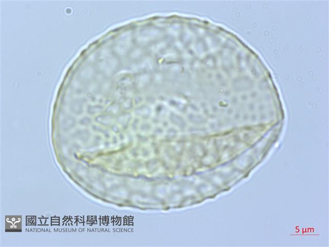 武威山烏皮茶藏品圖，第3張