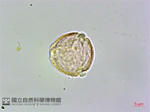 臺灣鉤藤藏品圖，第3張