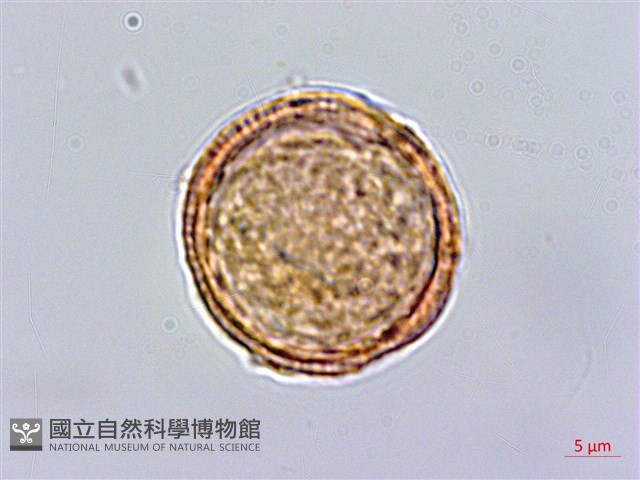 巴氏鐵線蓮藏品圖，第3張