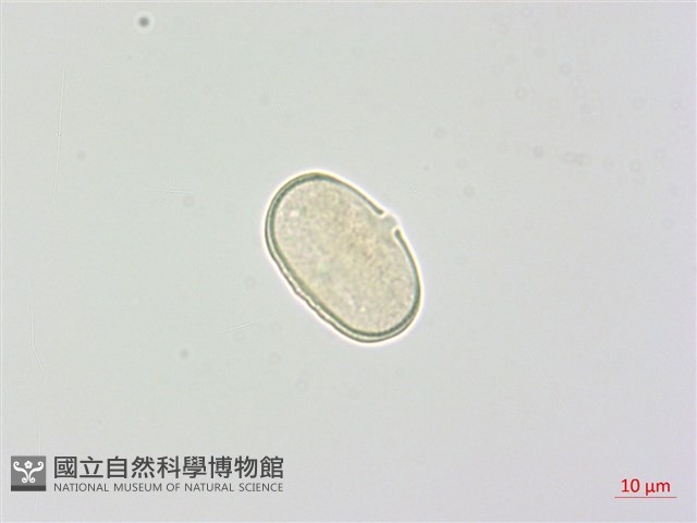 玉山當歸藏品圖，第4張