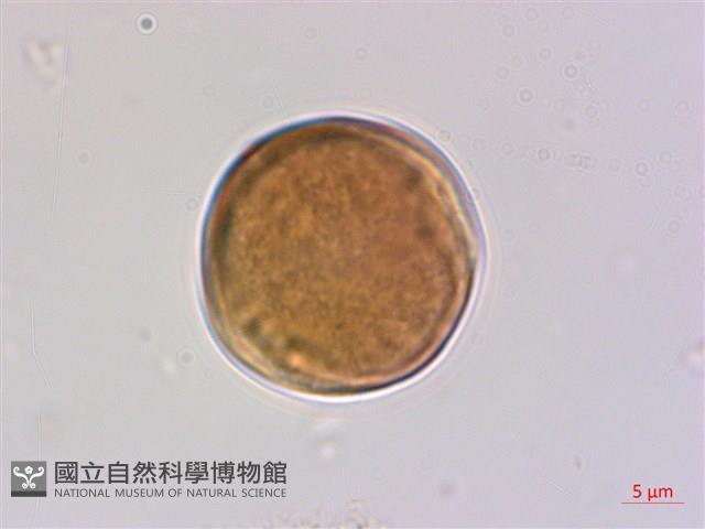 毛咀簽藏品圖，第3張