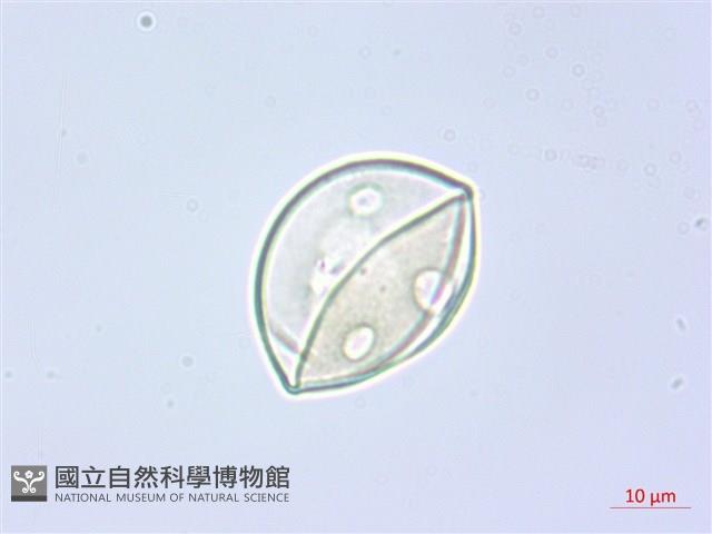 阿里山水晶蘭藏品圖，第3張