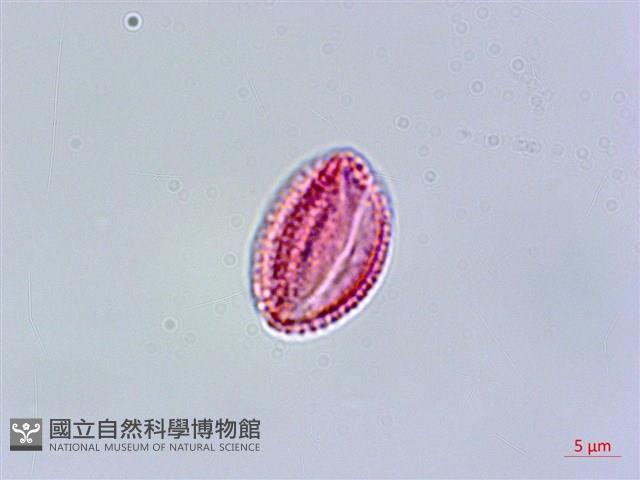 呂宋水錦樹藏品圖，第3張