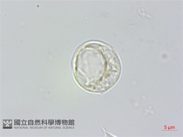 水麻藏品圖，第3張