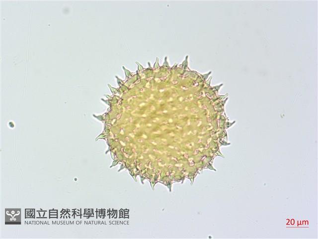 厚葉牽牛藏品圖，第4張