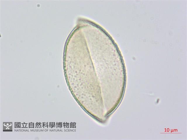 綿棗兒、地棗子藏品圖，第3張
