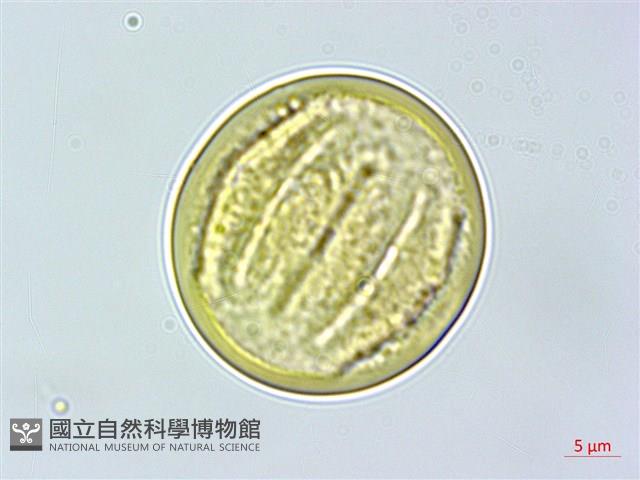 菲島福木藏品圖，第3張