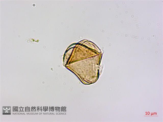 恆春桑寄生藏品圖，第3張