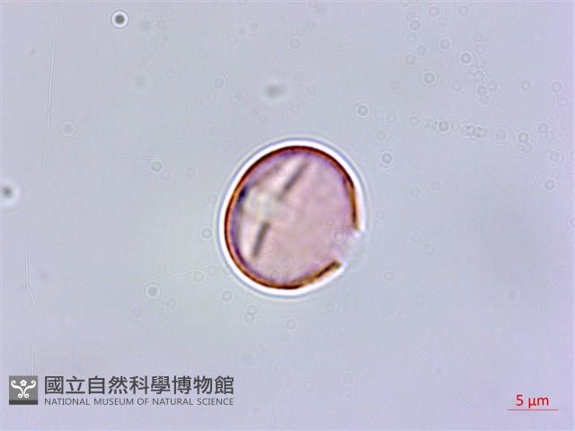 排香草藏品圖，第3張