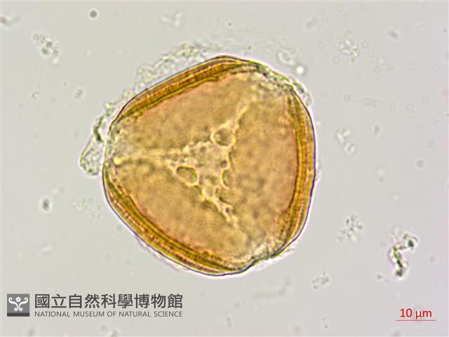 小果刀豆藏品圖，第3張