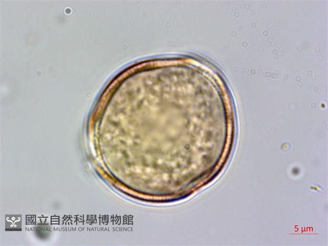 哈哼花藏品圖，第4張