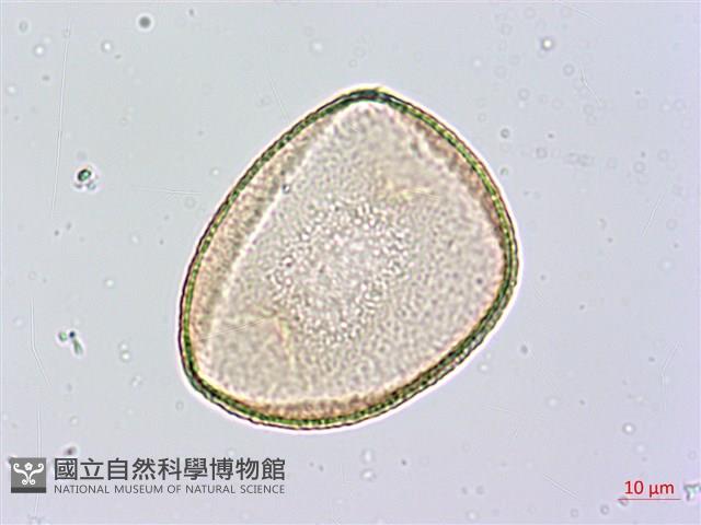 番仔林投藏品圖，第3張