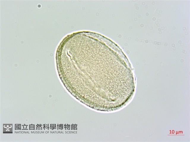 台灣鬼督郵藏品圖，第4張