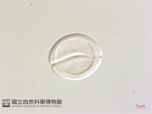 賽赤楠藏品圖，第3張