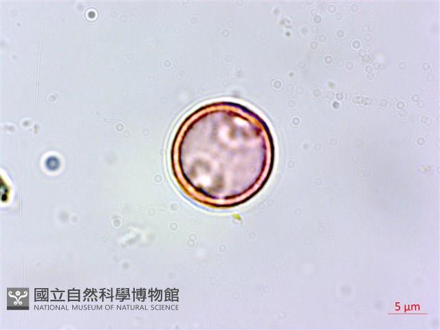 紅頭鐵莧、蘭嶼鐵莧藏品圖，第4張