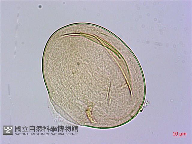 疣柄魔芋、雷公統、巨花蒟蒻、南天星藏品圖，第3張