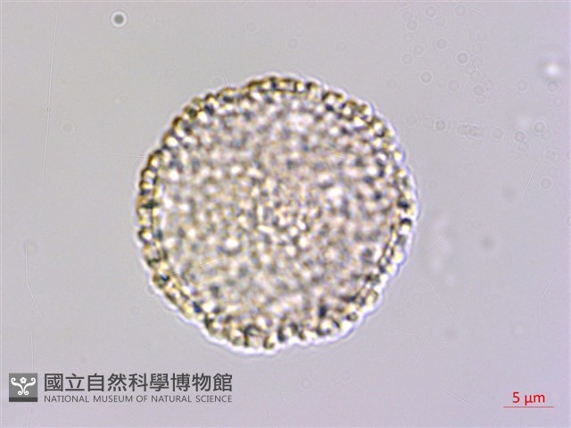 琉球黃楊藏品圖，第3張