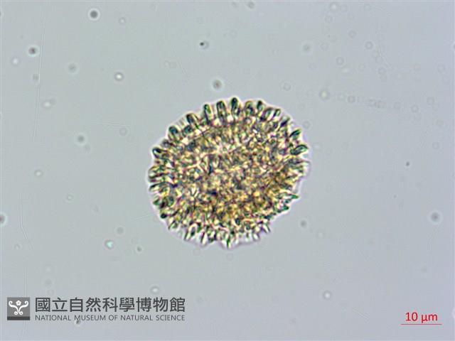 火炭母草藏品圖，第4張