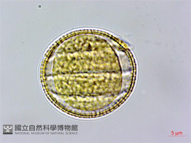 節毛鼠尾草、賴斷頭草藏品圖，第3張