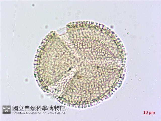 小角柱花藏品圖，第3張