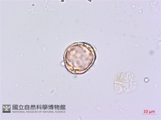 蘭嶼八角金盤藏品圖，第4張