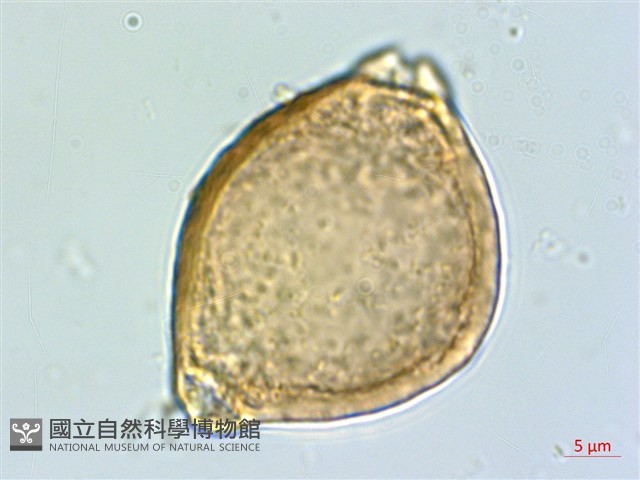 宜梧藏品圖，第4張
