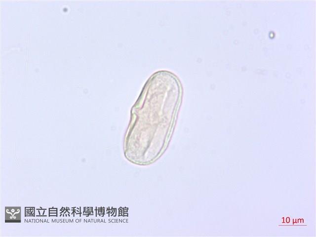 森氏當歸藏品圖，第3張