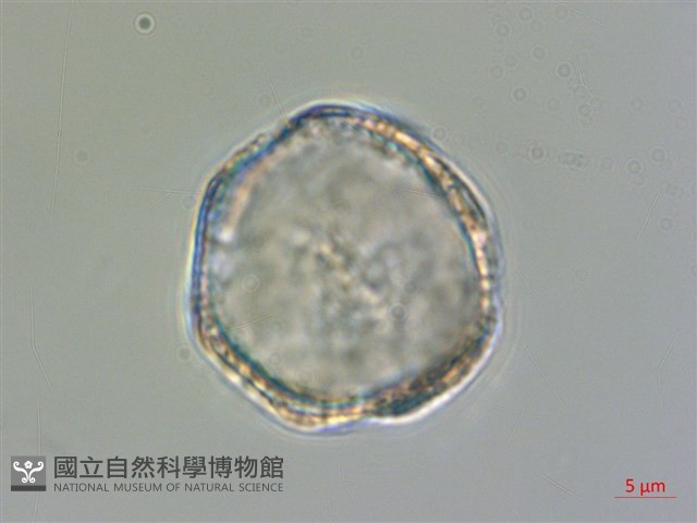 轉子蓮藏品圖，第3張
