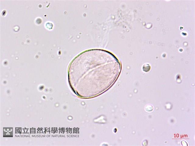 細葉麥門冬藏品圖，第3張