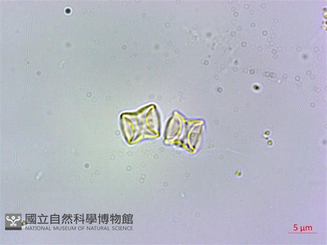 高山倒提壺藏品圖，第4張