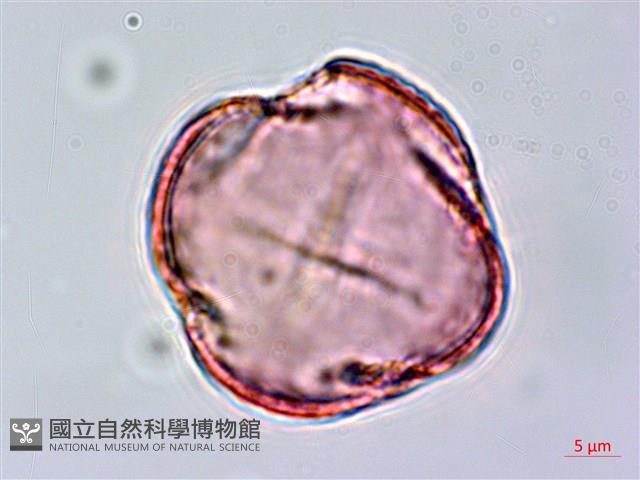 黃菫藏品圖，第3張