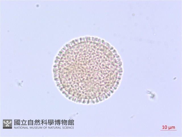 白花瑞香藏品圖，第3張