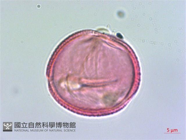 阿里山清風藤藏品圖，第3張