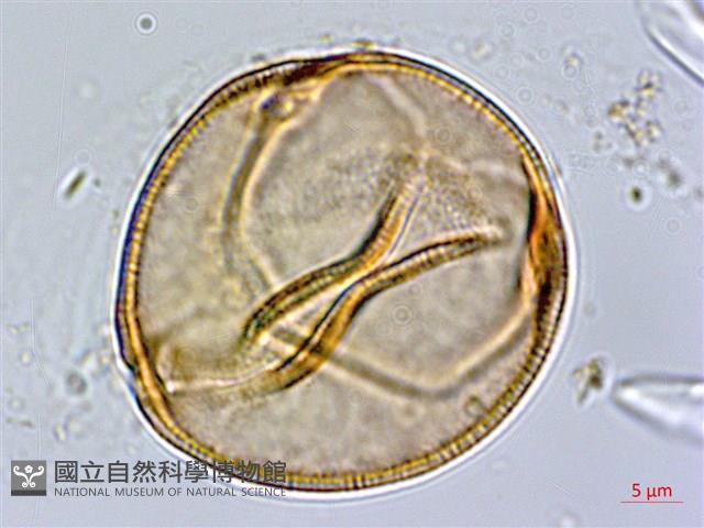 羊蹄藏品圖，第3張