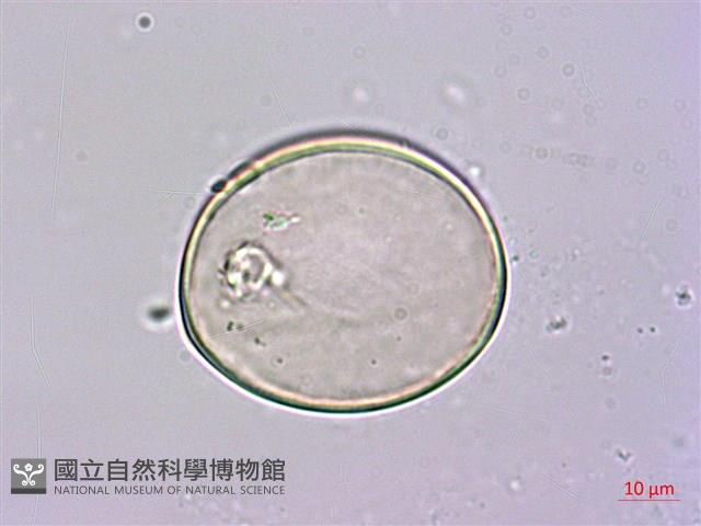 密毛魔芋藏品圖，第3張