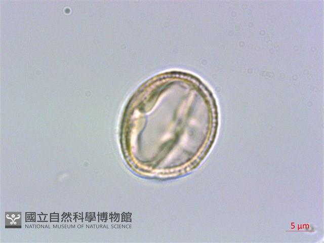 山豬肉藏品圖，第3張