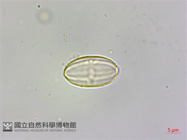 圓果秋海棠藏品圖，第4張