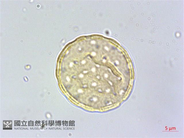 刺莧藏品圖，第4張