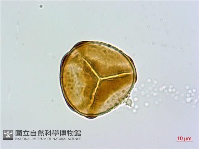 細毛碗蕨藏品圖，第3張