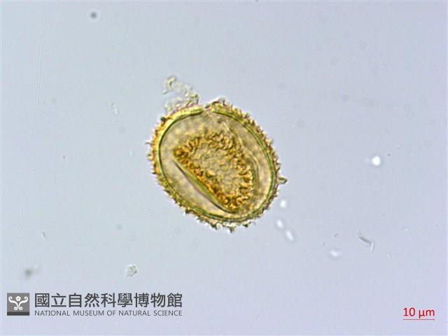 臺灣雙蓋蕨藏品圖，第4張